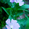 暑さに耐えてる庭の花　ビオラ計画