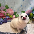 【トリミングブログ】こんにちは！