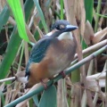 久しぶりにカワセミが来ました🐦‍⬛📸（多々良沼公園）