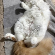 不機嫌になる理由は猫も人間も同じかも