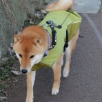 柴わんこと暮らす日々