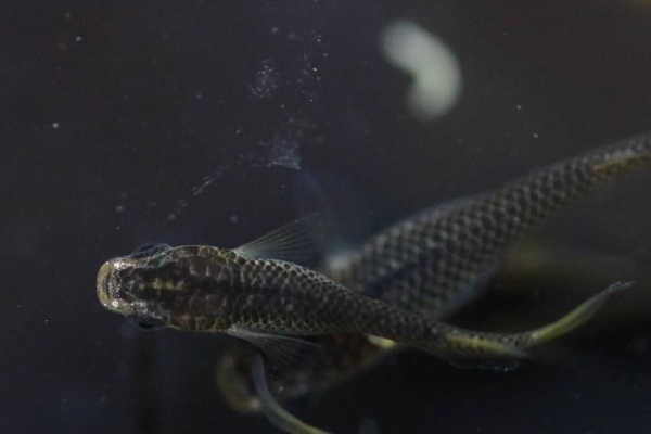 凸凹めだか凸凹 年06月