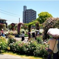 今回は、5/17(日)に「第59回〝福山ばら祭2026〟」行きのGONsanでした(^.-)☆(02)