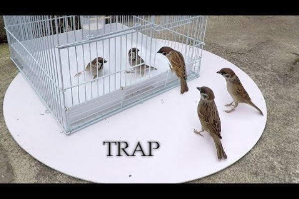 動画 鳥かごを使った罠で簡単にスズメを捕まえる方法 そのまま飼う 発掘系まとめ