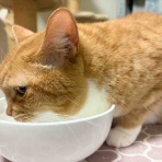 おてんば茶々姫