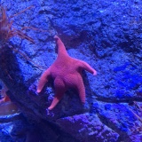 【画像】絶妙に人間の後ろ姿みたいな"ヒトデ"と"木"の写真