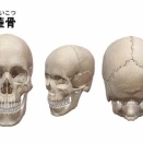 首の付け根が硬い〜頭蓋骨の「感覚センサー」を再起動するという考え方