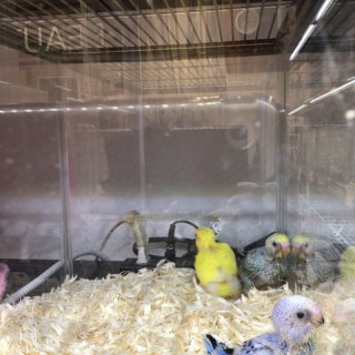 小動物専門店NATURE'S