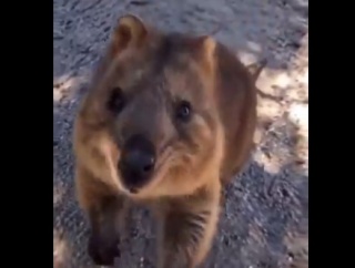 【動画】オーストラリア「いくら可愛いからってクオッカに絶対に餌をあげないでください😡」