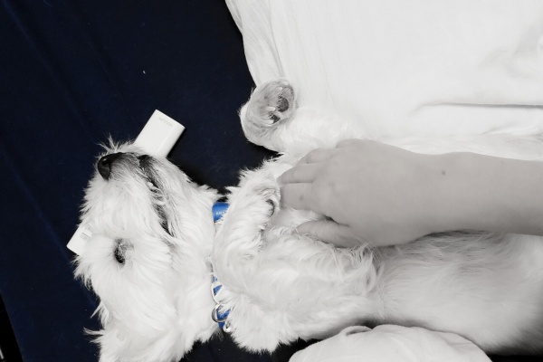 たかシェフのおうちごはん と 白い犬 と チワワ 21 Powered By ライブドアブログ