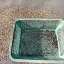 今年最後の作業は