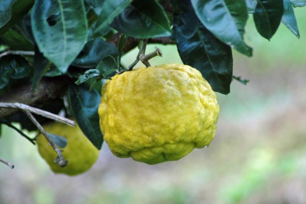 爽やかな 鬼柚子ピール 夢の花咲かせて