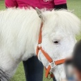 ノーザンホースパークで有名な引退馬に会ってきました