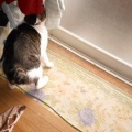 猫に小判を与えたら。 埋蔵金：千八百八拾両　もぉ～勘弁してくれぇ～。