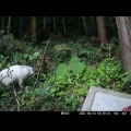 ペットカメラに映らない愛猫→急いで帰宅すると……「あらっ！」　まさかの光景に「困ったかわい子ちゃん」