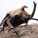 ギアスゾウカブト(プランディ)飼育記2024~