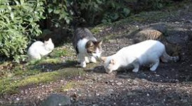 「ネコ120匹の餌代を稼ぐためだった」「猫を抱きしめているのが至福の時間」　空き巣繰り返した無職男を逮捕…大阪