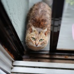 ねことアパートと1人暮らし～とらやんとおらと～