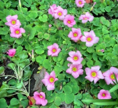 虫の知らせ　＠あつこさんを訪ねたら