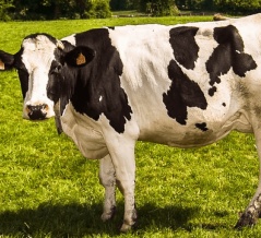 総合指数は前年同月比マイナス、個別品目前年同月比では食肉、乳製品、油脂が上昇(2025年10月分世界食料価格指数動向)