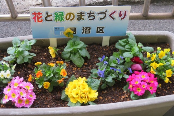 私の散歩道 花壇の花