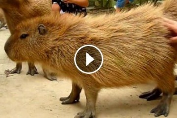 海外「ここは日本のどこなんだ！」カピバラだらけの日本の動物園が海外で話題