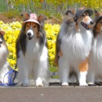 メロディ＆ミニーの写真館