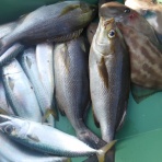 遊漁船「弁天丸」のブログです。