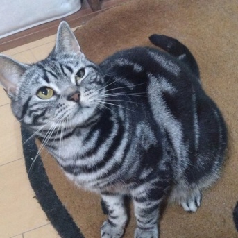 実物のﾈｺﾁｬﾝたちセカンド134