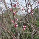 ひと月頑張り三月休む？