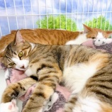 『恥ずかしがり猫ちゃんの見学会🐱』の画像