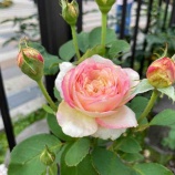 ��������7��8���˸���10����ꡢ8���곫�Ϥ�����Ļԥ��ݡ��ĥ��󥿡�����Ȥ����說�����ܼ��ͽ����դ��Ϥޤ�ޤ���ͽ��ϥ��󥿡��ͥåȡ����ä�ξ���ǲ�ǽ�Ǥ����٤β���