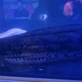 大型熱帯魚屋  ZEEBRA