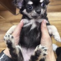 新入りちゃん