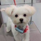 本日のトリミング🐾
