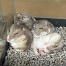 ジャンガリアンハムスター　ブルーサファイア