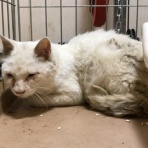 ねこかます