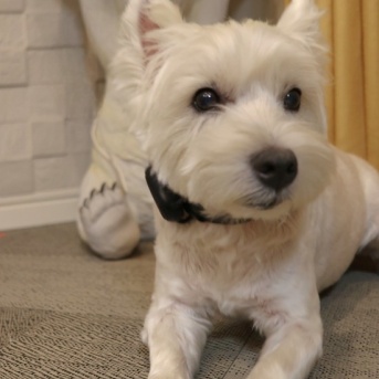 【旅の準備】迷子防止　　犬連れ九州旅行の準備！AirTagから犬用GPSへ乗り換えた理由と、まさかのシンデレラフィット