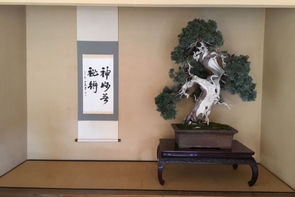雨竹 盆栽 水石 便り 小林國雄