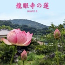 双頭蓮（奇跡の蓮）