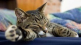 自慢じゃないけど、もう３年は寝てない