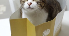 長崎のカステラと猫。