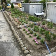 自治会花壇 補植しました