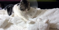 フミフミをするときの猫の表情いろいろ