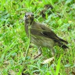 東京港野鳥公園　レンジャーブログ