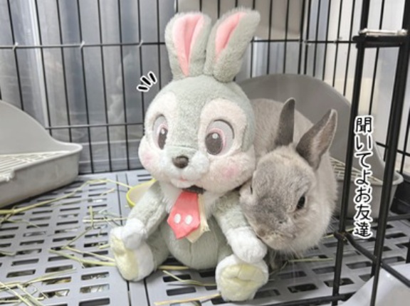 うさぎのルリ(1/18追記)