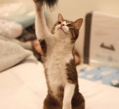 暑くても元気に遊ぶ猫。