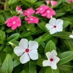 花のある暮らし