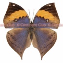 ヒロオビコノハチョウ♀ (タイ) Kallima incognita incognita