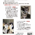 【しまねこプロジェクト】里親さん募集中
